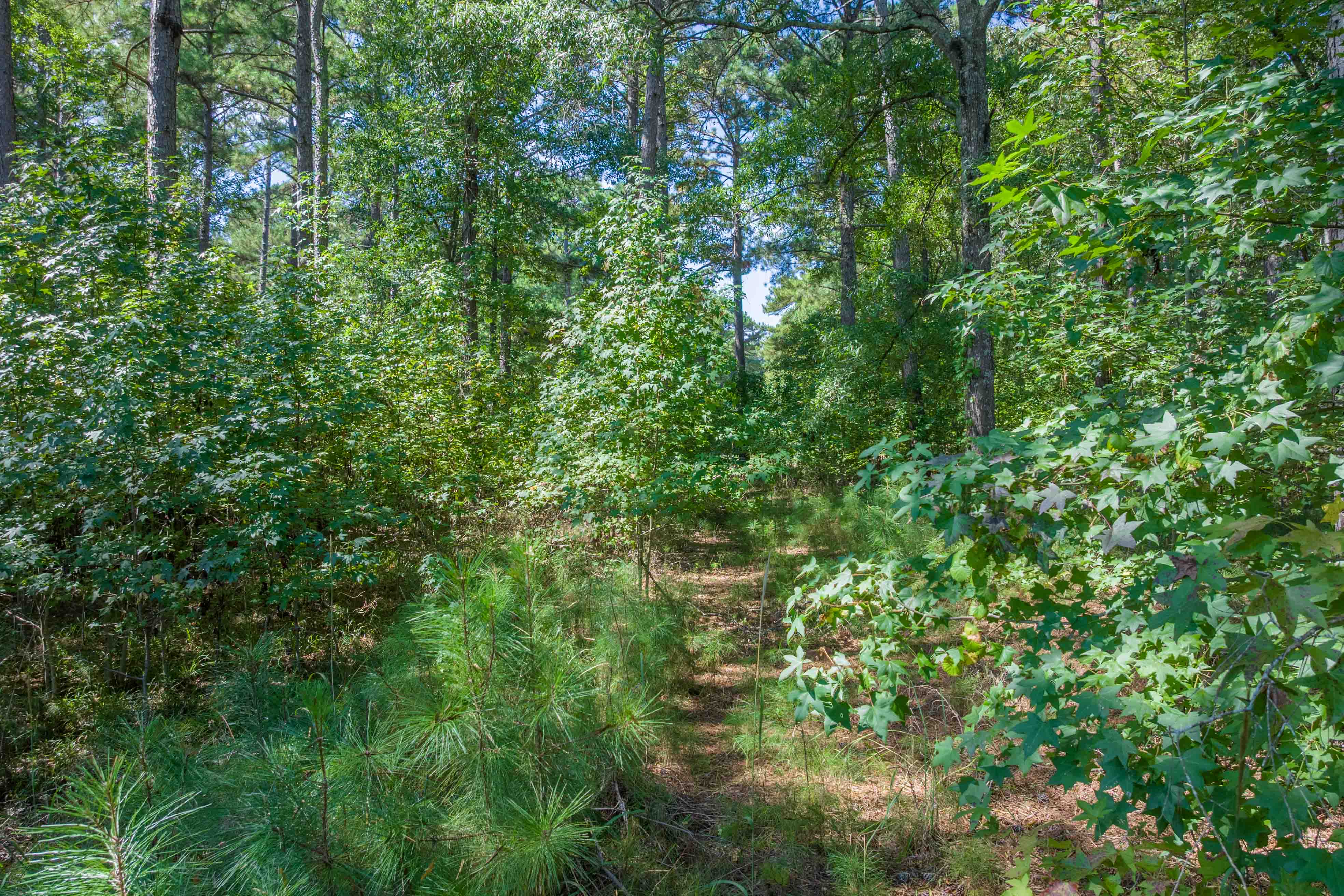 132 Porterfield Drive image 5